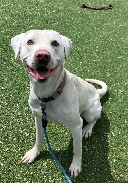 Photo of Bruce, adoptable Labrador Retriever in Fruit Heights, Utah