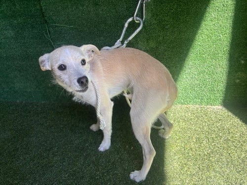Photo of Chico, adoptable Terrier in Lancaster, California