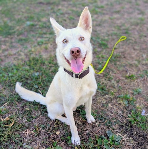 Photo of Bumper, adoptable Husky in Oakland, California