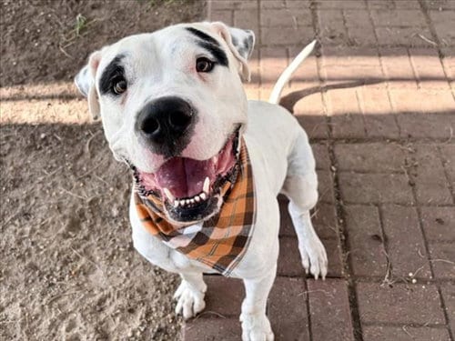 Photo of Ghost, adoptable Dogo Argentino in Houston, Texas