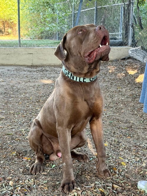 Photo of King, adoptable Mastiff in Goodyear, Arizona