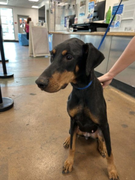 Photo of Zenna, adoptable Doberman Pinscher in Van Nuys, California