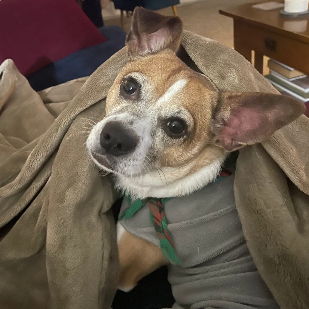 Photo of Chi, adoptable Mixed Breed (Small)