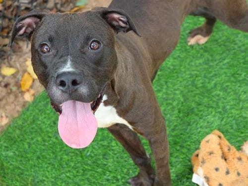 Photo of Chop, adoptable Labrador Retriever in Tallahassee, Florida