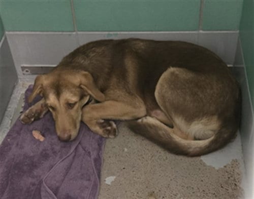 Photo of A2100982, adoptable German Shepherd Dog in Houston, Texas
