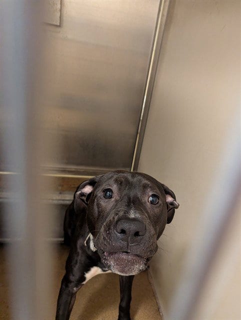 Photo of Skeet Ulrich, adoptable Pit Bull Terrier in Sacramento, California