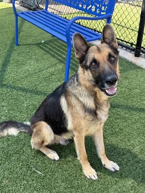 Photo of Don, adoptable German Shepherd Dog in Dallas, Texas