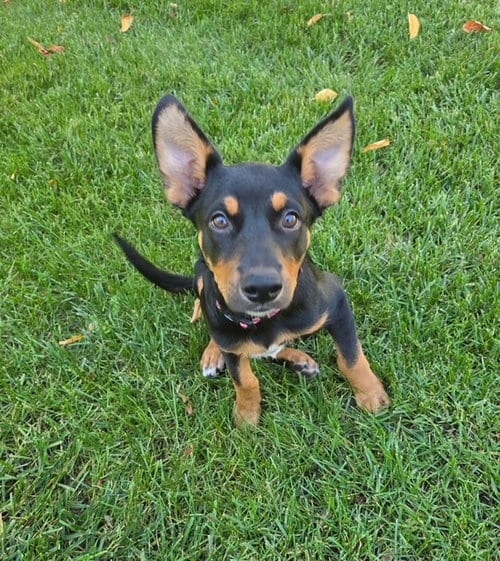 Photo of Lark, adoptable Shepherd in Genesee, Wisconsin
