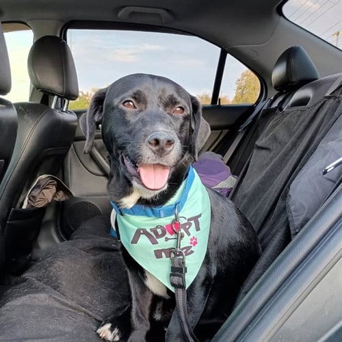 Photo of BJ, adoptable Pit Bull Terrier in Las Vegas, Nevada