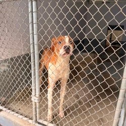 Photo of Courage, adoptable Boxer in Columbus, North Carolina