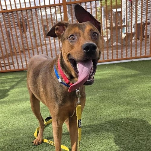 Photo of Derp The Merp, adoptable Labrador Retriever in Las Vegas, Nevada