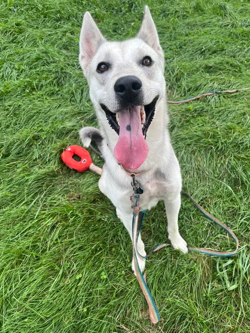 Photo of Zeus, adoptable Husky in Springdale, Pennsylvania