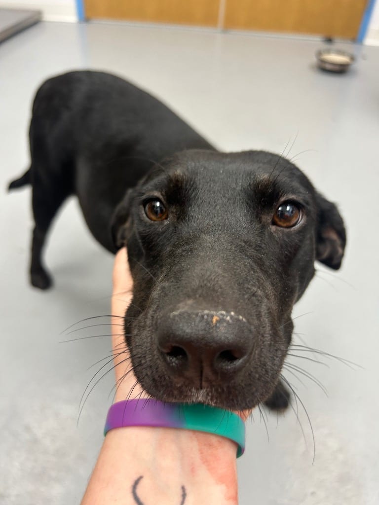 Photo of Lola, adoptable Carolina Dog in Hartsville, South Carolina