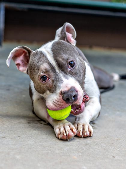 Photo of Pebble - IN FOSTER, adoptable dog in Chamblee, Georgia