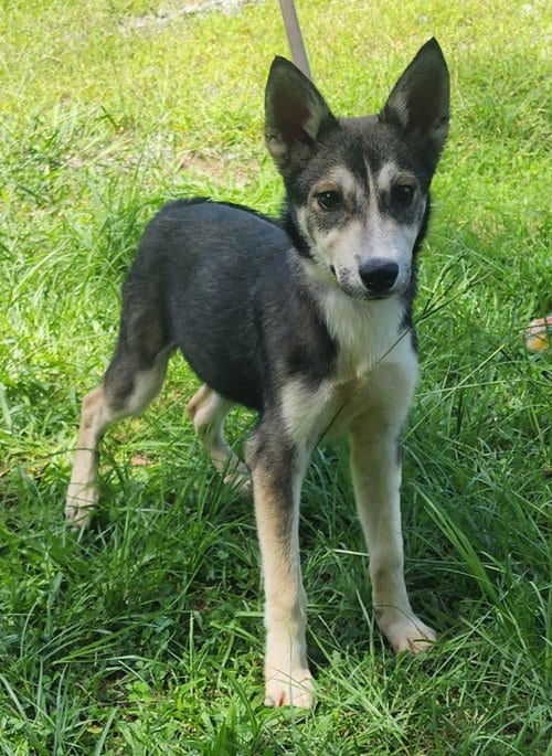 Photo of Faith, adoptable Siberian Husky in Wetumpka, Alabama