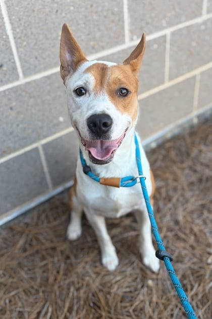 Photo of Roddy, adoptable dog in Atlanta, Georgia