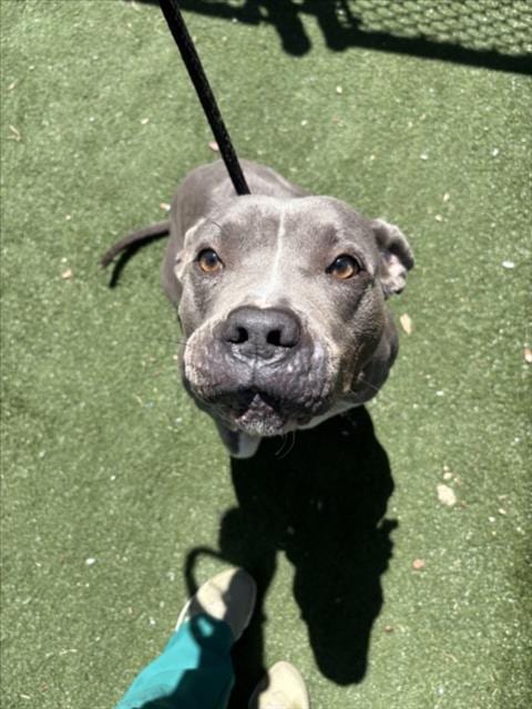 Photo of River, adoptable Pit Bull Terrier in Texas City, Texas