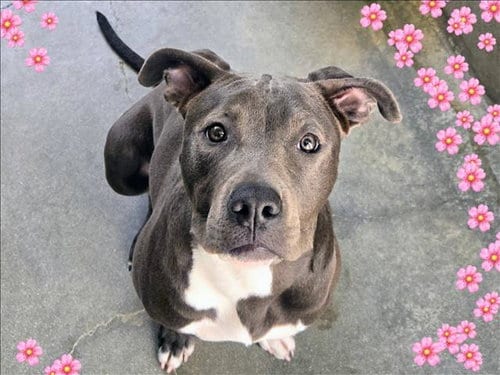 Photo of Maggie, adoptable Pit Bull Terrier in Van Nuys, California