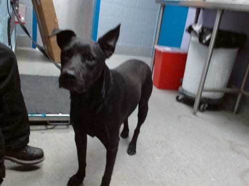 Photo of Max, adoptable Australian Cattle Dog/Blue Heeler in Albuquerque, New Mexico