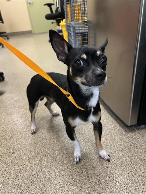 Photo of Xander, adoptable Chihuahua in Fort Myers, Florida