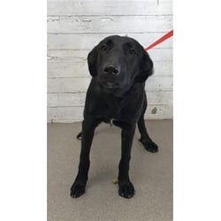 Photo of Leilani, adoptable Flat-Coated Retriever in San Bernardino, California