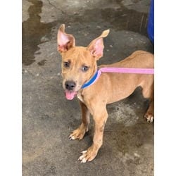 Photo of Hiro, adoptable American Pit Bull Terrier in San Bernardino, California