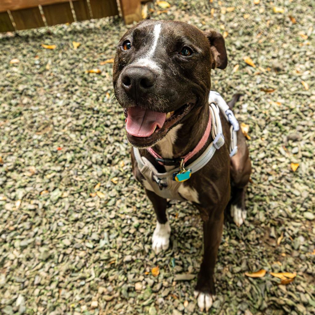 Photo of Patty Cake, adoptable Terrier / Mix in Decatur, Georgia