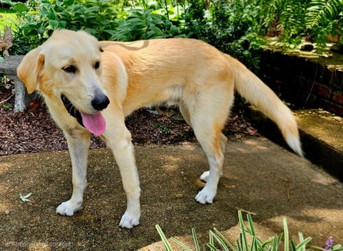 Photo of Bradley Cooper, adoptable Labrador Retriever in Franklin, Tennessee