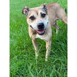 Photo of Lincoln, adoptable Terrier (Unknown Type, Medium) in Brooksville, Florida