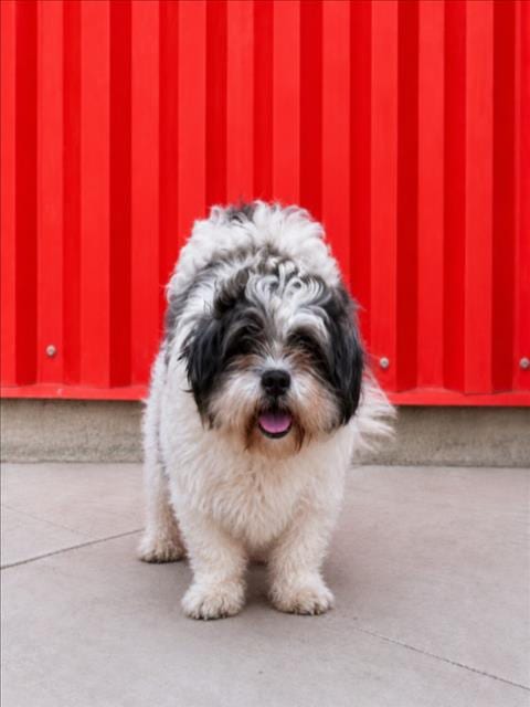Photo of Mi Amore, adoptable Shih Tzu in Tracy, California