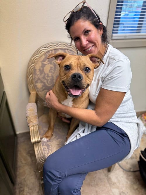 Photo of Brady, adoptable Boxer in Brewster, New York