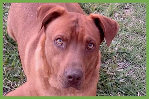 Photo of Stitch, adoptable American Pit Bull Terrier in Amherst, Massachusetts