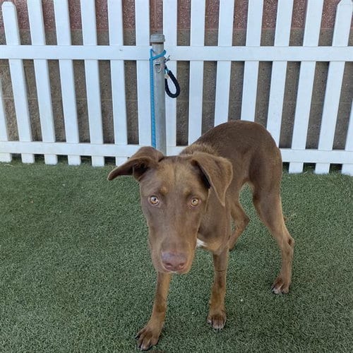 Photo of Gem, adoptable Labrador Retriever in Modesto, California