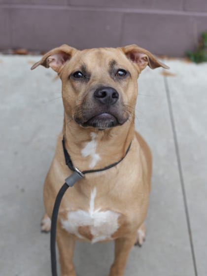 Photo of Mingy Gee, adoptable dog in Chamblee, Georgia