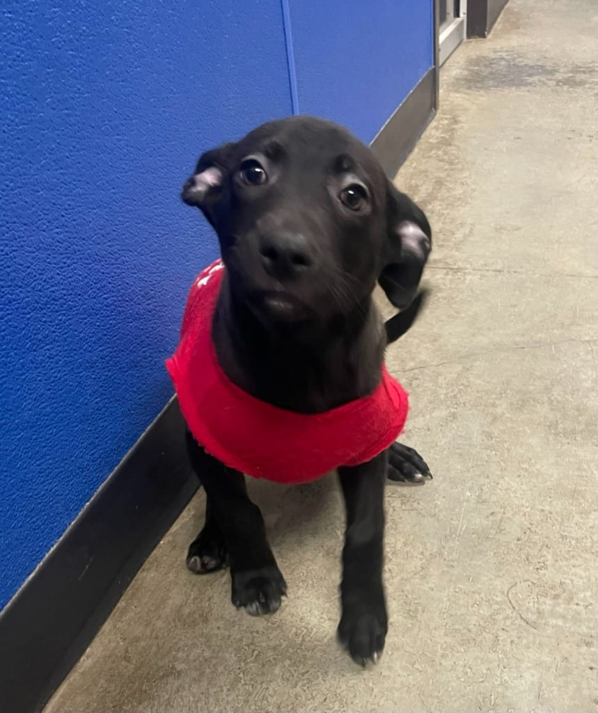 Photo of Shadow, adoptable Mixed Breed in Minot, North Dakota