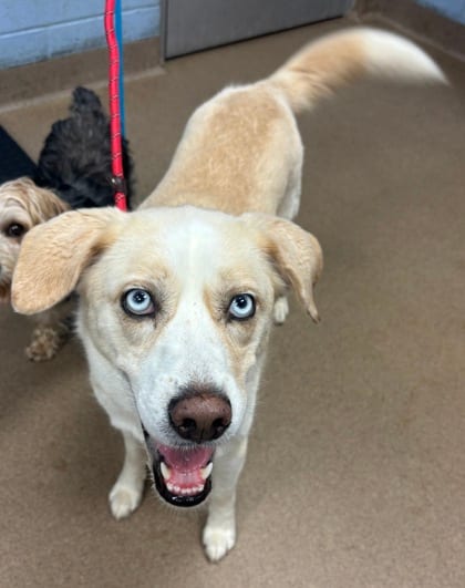 Photo of Gwen Wren, adoptable dog in Chamblee, Georgia