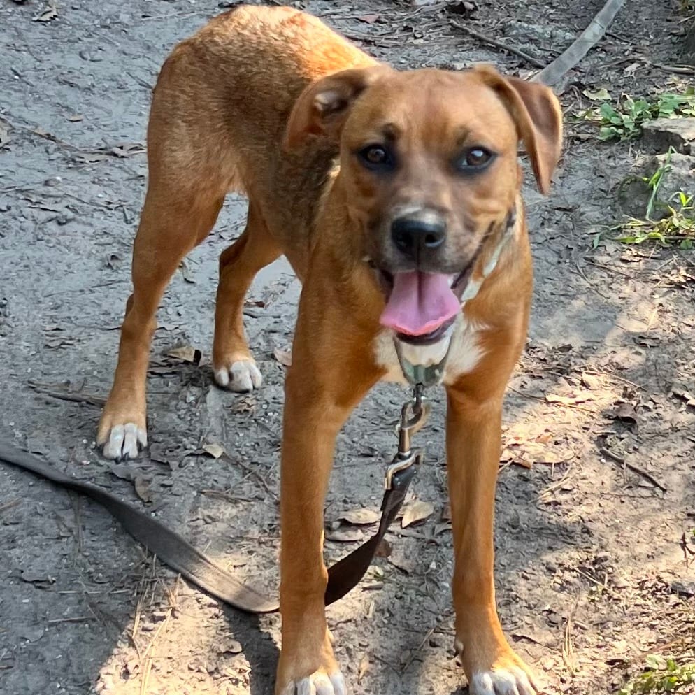 Photo of Tori, adoptable Mixed Breed (Medium) in Summerville, South Carolina