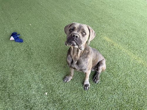 Photo of Bluto, adoptable Mastiff in Garland, Texas