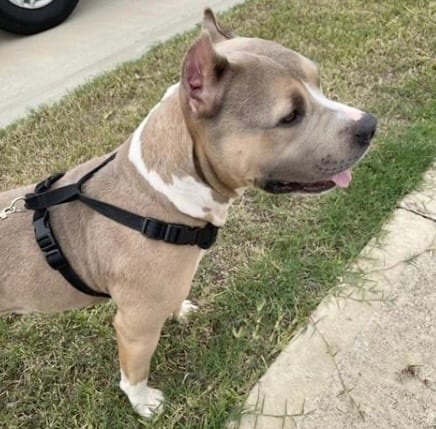 Photo of Senior Pit Bull Terrier, adoptable Pit Bull Terrier in Houston, Texas