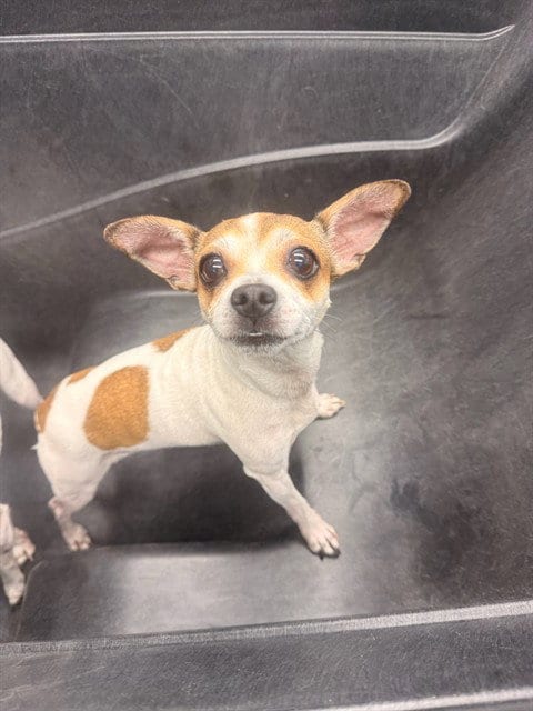 Photo of Rumspringa, adoptable Chihuahua in Mesa, Arizona