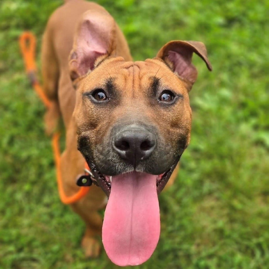 Photo of Canelo, adoptable Mixed Breed (Medium) in East Hanover, New Jersey