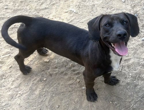 Photo of Hot Dog, adoptable Dachshund in Wetumpka, Alabama
