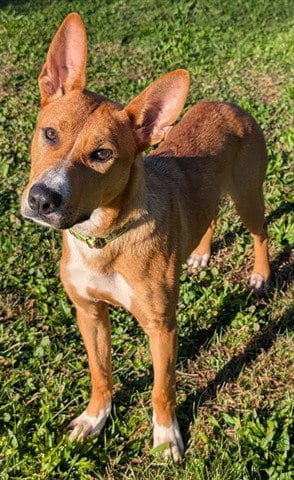 Photo of Rocco, adoptable Carolina Dog in Akron, Ohio