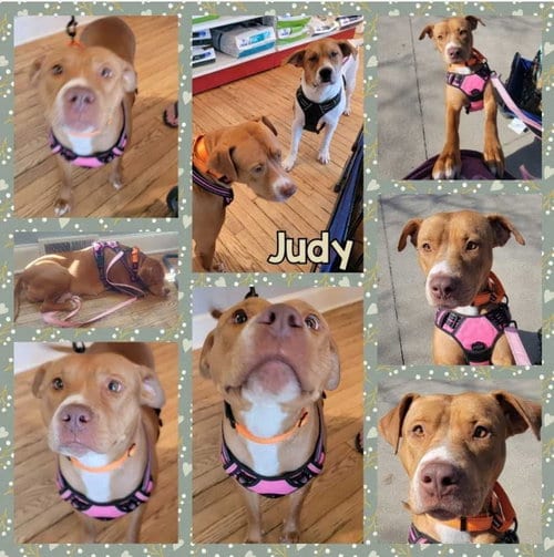 Photo of Mama Judy, adoptable American Pit Bull Terrier in Duluth, Minnesota