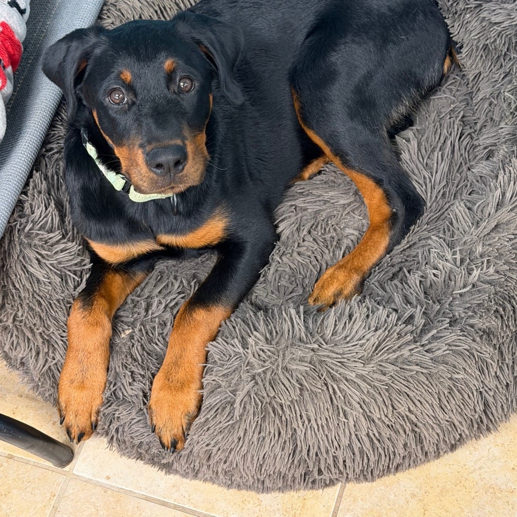 Photo of Diesel, adoptable Rottweiler in Columbus, Georgia