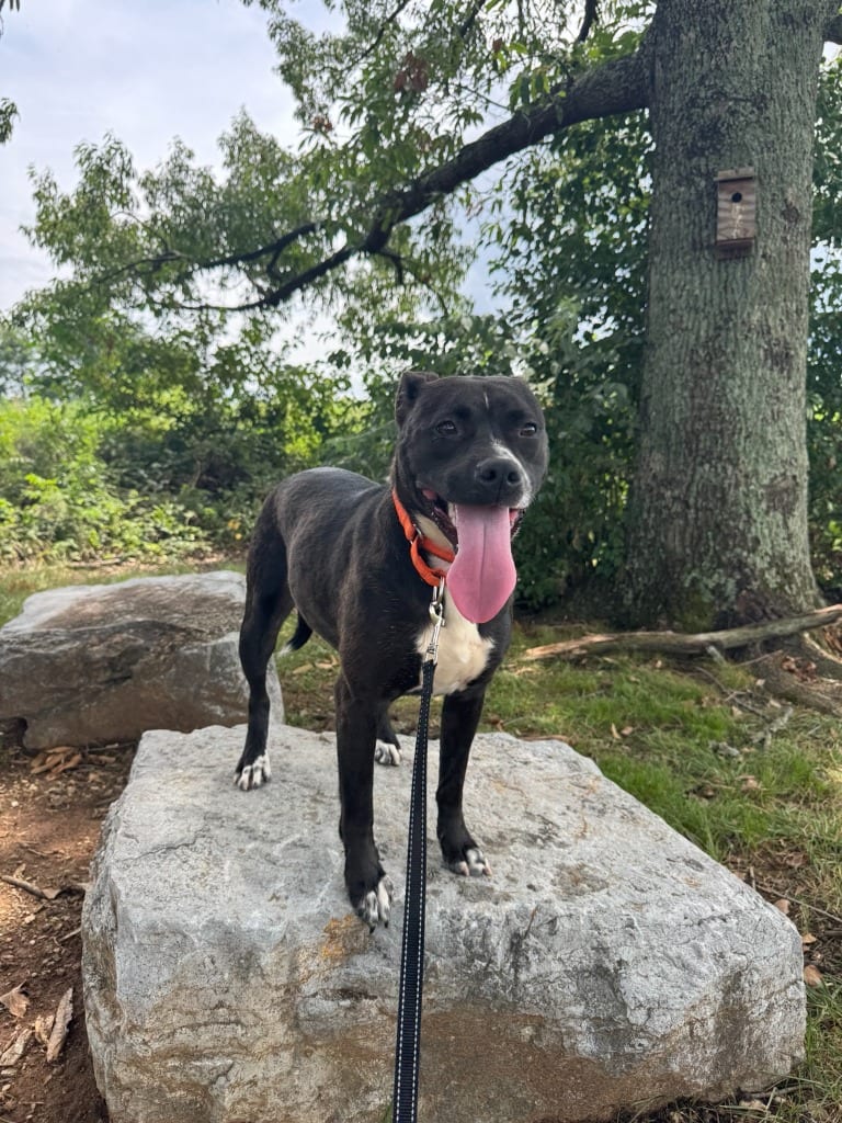 Photo of Paprika, adoptable Labrador Retriever in East Ridge, Tennessee