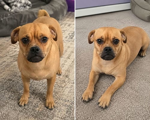 Photo of Harvey, adoptable Pug in Robbinsdale, Minnesota