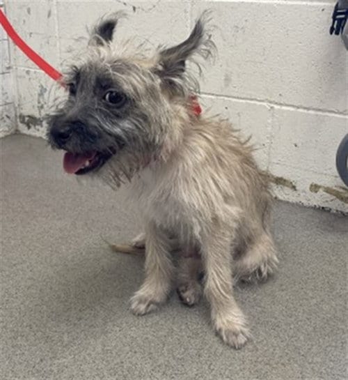 Photo of Gandolf, adoptable Terrier in San Bernardino, California