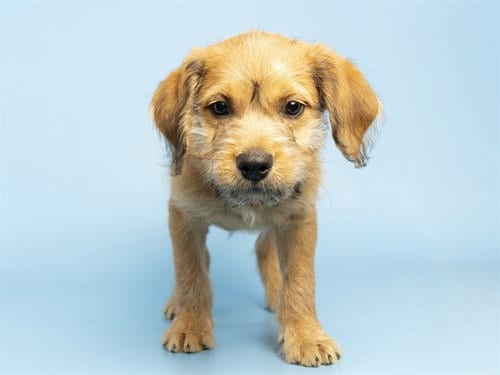 Photo of Winston, adoptable Golden Retriever in Phoenix, Arizona