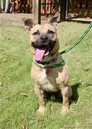 Photo of Bently, adoptable Pit Bull Terrier in Chapel Hill, North Carolina